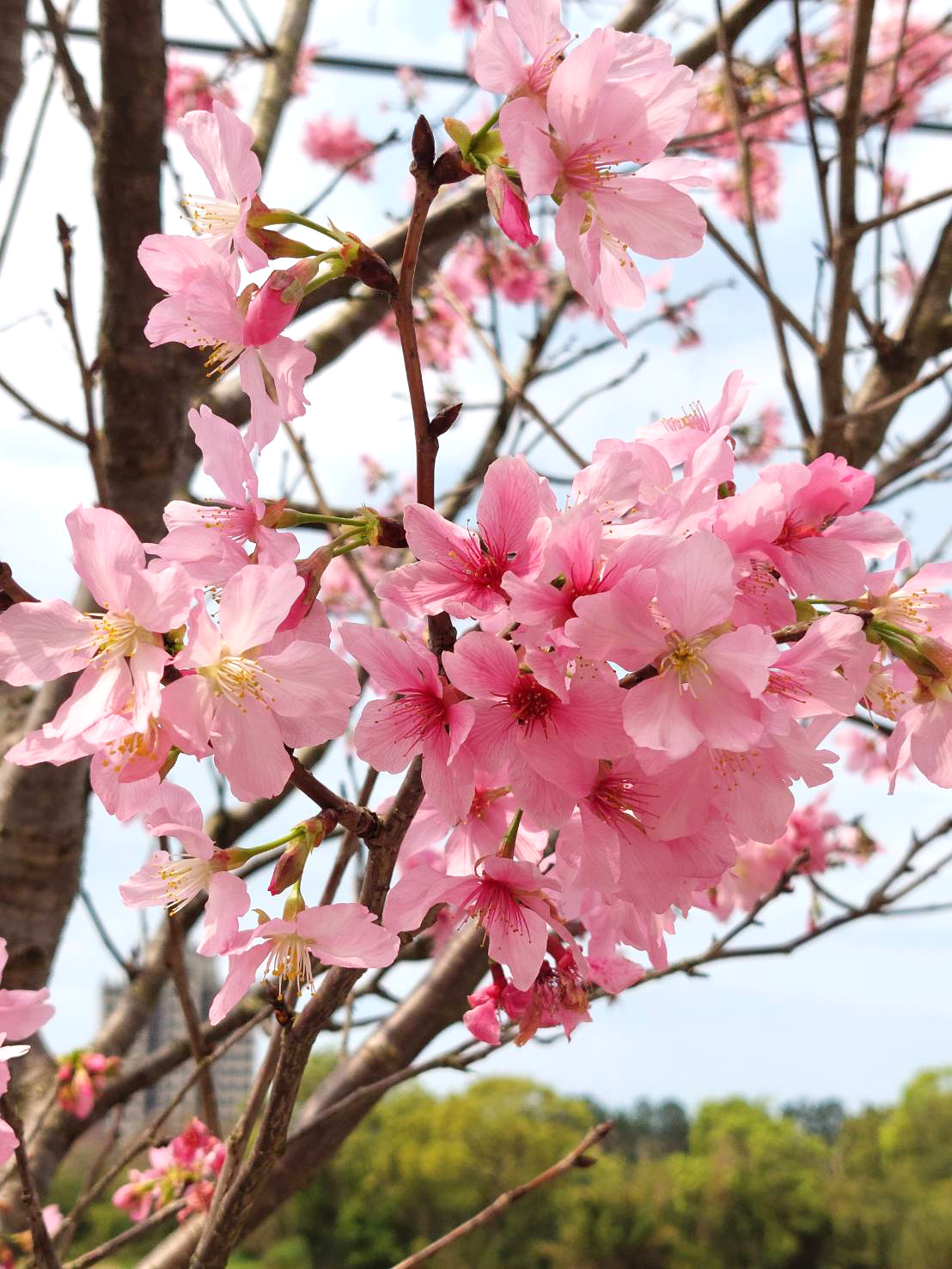 朝敏櫻花季